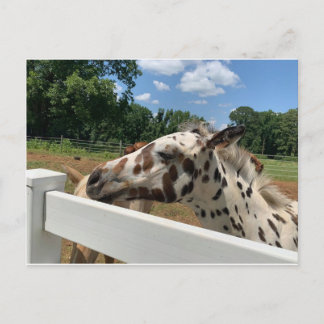 Spotted Foal Postcard