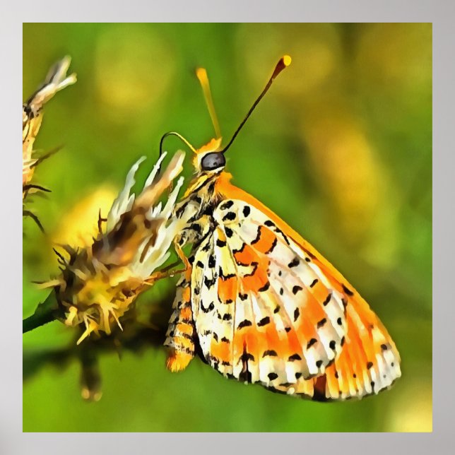 Spotted Fritillary Orange and White Butterfly  Poster (Front)