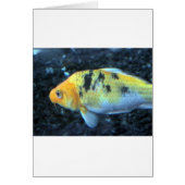 Spotted Goldfish (Front)