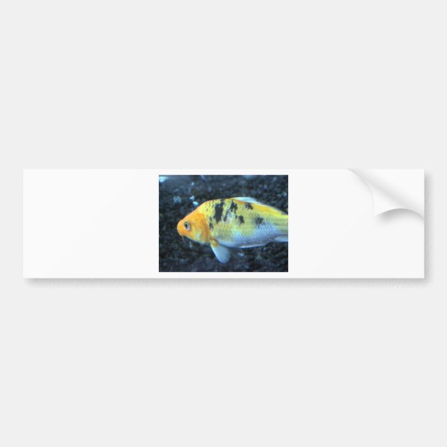 Spotted Goldfish Bumper Sticker (Front)