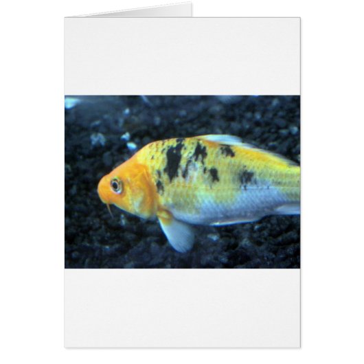 Spotted Goldfish Cards (Front)