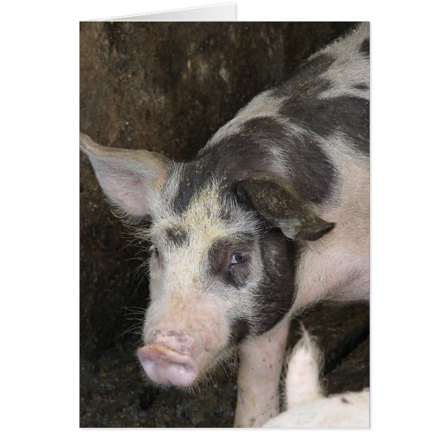 Spotted Hog All Occasions  Cards (Front)