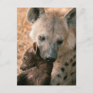 Spotted Hyena (Crocuta Crocuta) With Pup Postcard