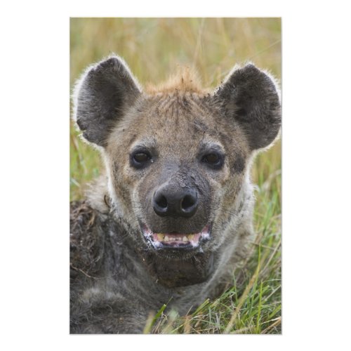 Spotted Hyena portrait Crocuta croduta Masai Photo Print