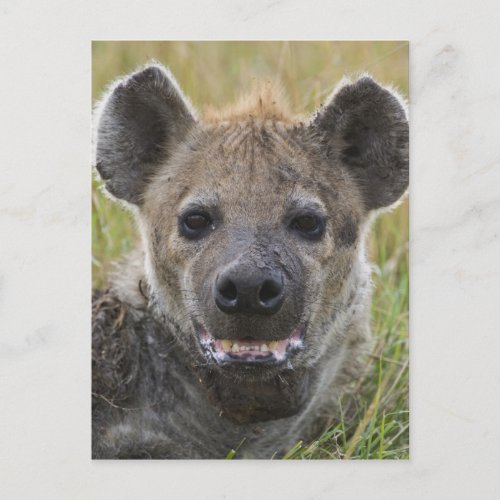 Spotted Hyena portrait Crocuta croduta Masai Postcard