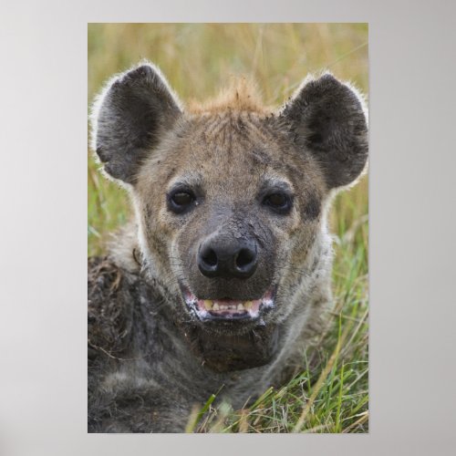 Spotted Hyena portrait Crocuta croduta Masai Poster