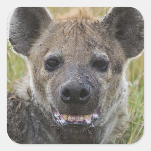 Spotted Hyena portrait Crocuta croduta Masai Square Sticker
