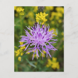 Spotted Knapweed Purple Wildflower Postcard
