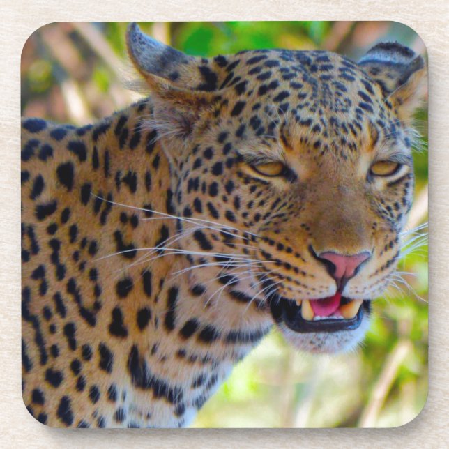 Spotted Leopard Beverage Coaster (Front)