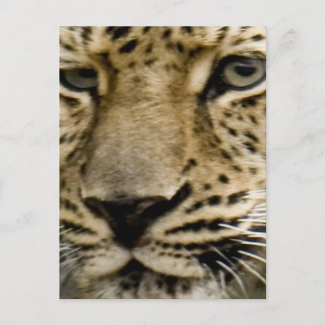 Spotted Leopard Postcard (Front)