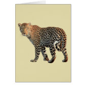 Spotted Leopard Wild Cat Photograph (Front)