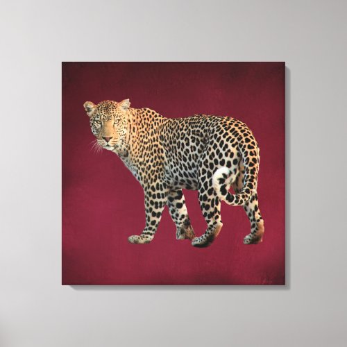 Spotted Leopard Wild Cat Photograph Canvas Print
