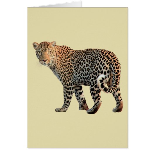 Spotted Leopard Wild Cat Photograph Cards (Front)