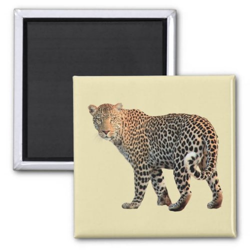 Spotted Leopard Wild Cat Photograph Magnet