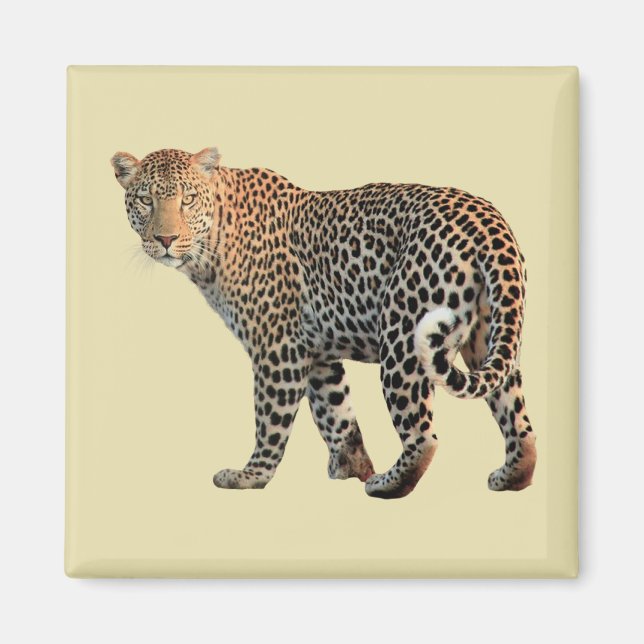 Spotted Leopard Wild Cat Photograph Magnet (Front)