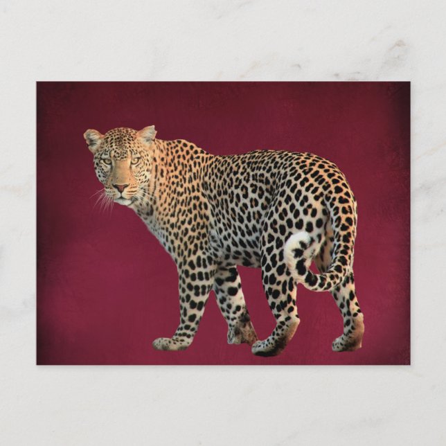 Spotted Leopard Wild Cat Photograph Postcard (Front)