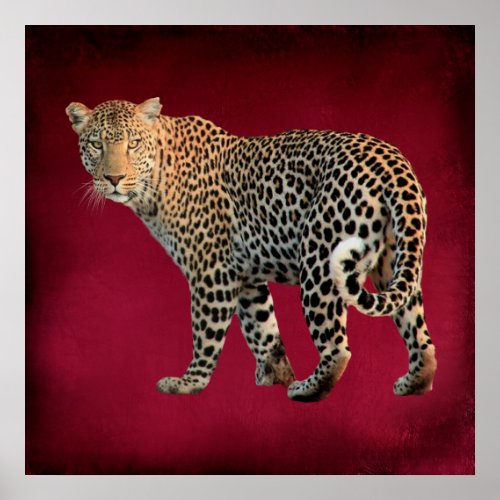 Spotted Leopard Wild Cat Photograph Poster