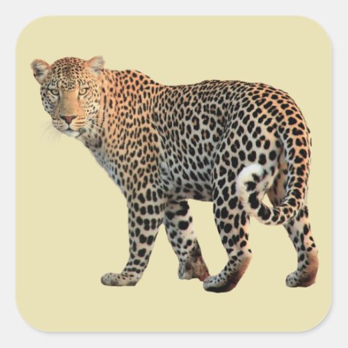 Spotted Leopard Wild Cat Photograph Square Sticker