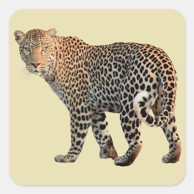 Spotted Leopard Wild Cat Photograph Square Sticker (Front)