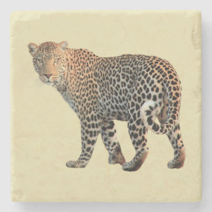 Spotted Leopard Wild Cat Photograph Stone Coaster
