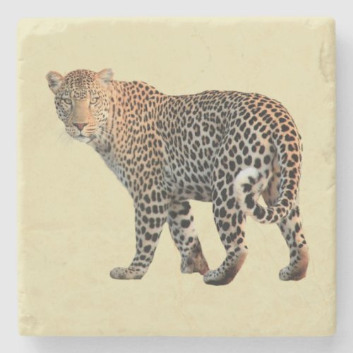 Spotted Leopard Wild Cat Photograph Stone Coaster