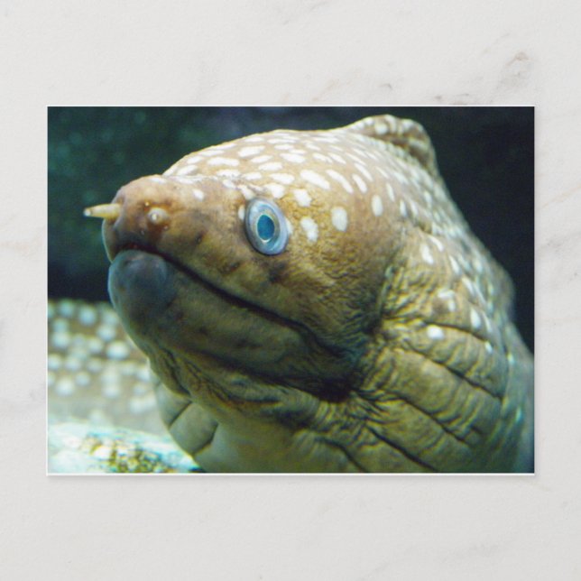 Spotted Moray Eel Postcard (Front)