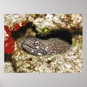 Spotted Moray in the Hole Poster