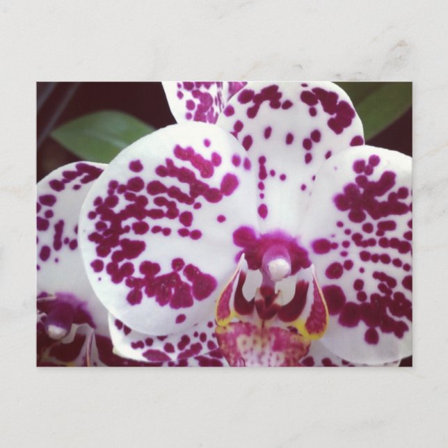 Spotted Orchid Postcard (Front)