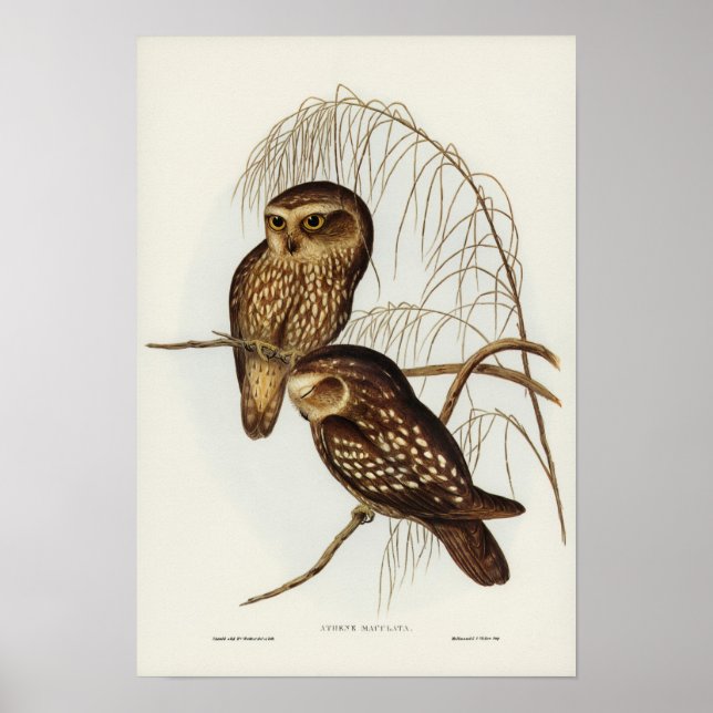 Spotted Owl by Elizabeth Gould Poster (Front)