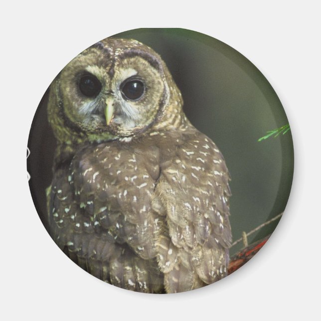 Spotted Owl Magnet (Front)