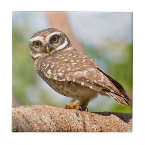Spotted owl on morning flight ceramic tile