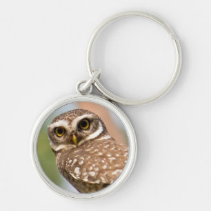 Spotted owl on morning flight. keychain
