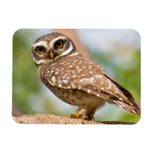 Spotted owl on morning flight. magnet