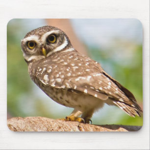 Spotted owl on morning flight. mouse pad