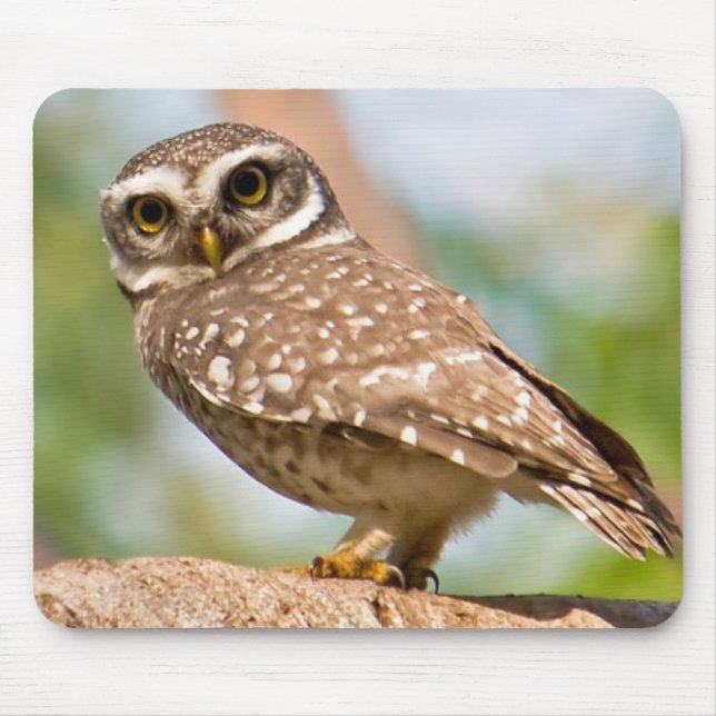 Spotted owl on morning flight. mouse pad (Front)