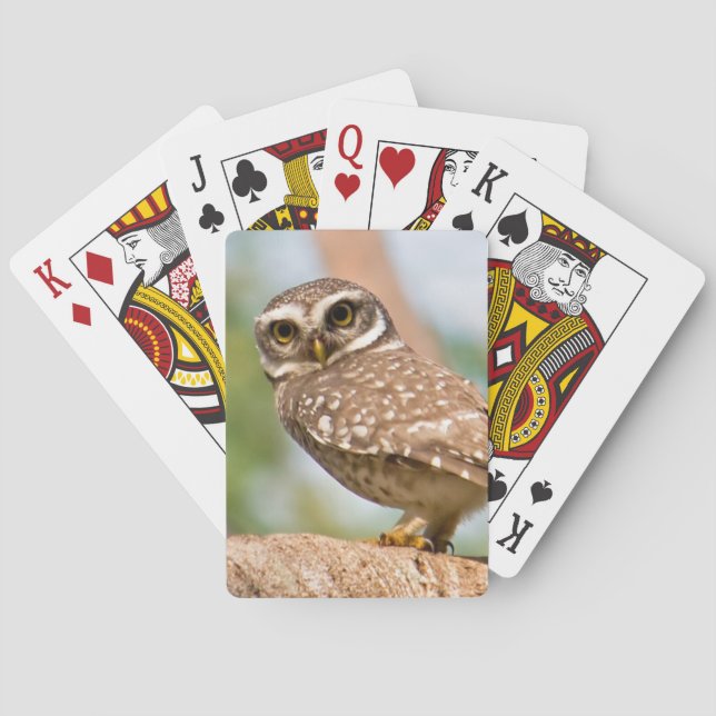 Spotted owl on morning flight. poker cards (Back)