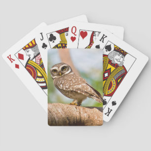 Spotted owl on morning flight. poker cards