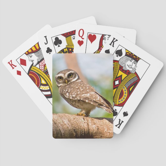 Spotted owl on morning flight. poker cards (Back)