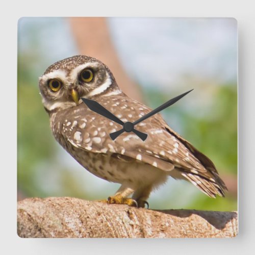 Spotted owl on morning flight square wall clock