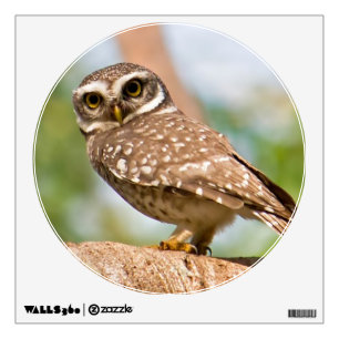 Spotted owl on morning flight. wall sticker