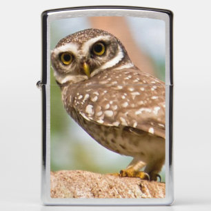 Spotted owl on morning flight. zippo lighter