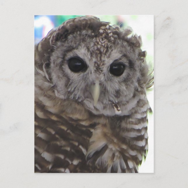 Spotted Owl Postcard (Front)