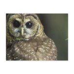 Spotted Owl Postcard