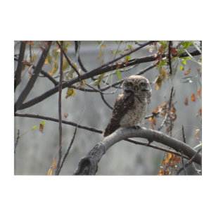 Spotted Owlet on a Neem Tree Birds Photography Acrylic Print