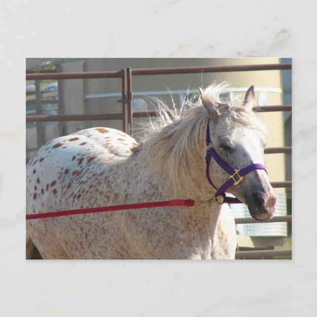 Spotted Pony Postcard (Front)