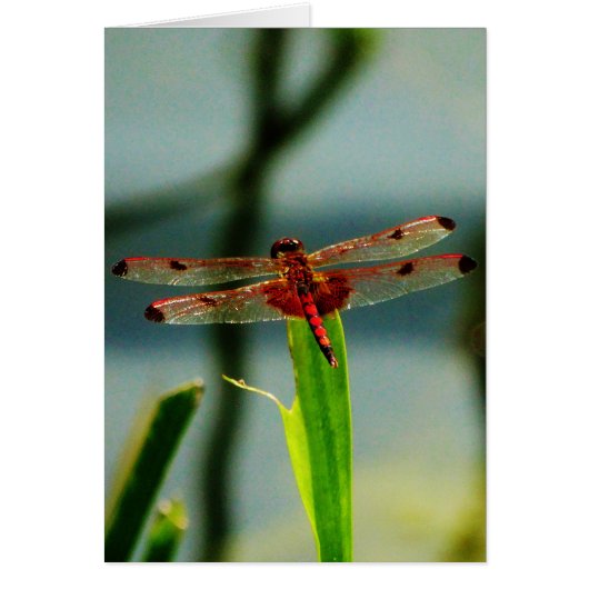 Spotted  Red and Black Dragonfly (Front)