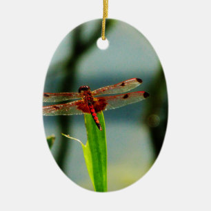 Spotted Red and Black Dragonfly Ceramic Ornament