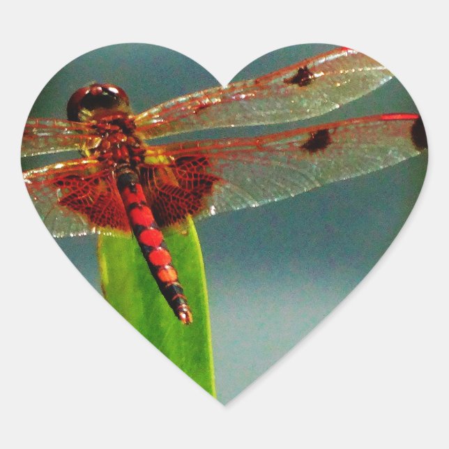 Spotted  Red and Black Dragonfly Heart Sticker (Front)