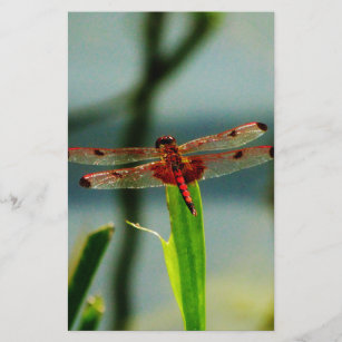 Spotted  Red and Black Dragonfly Stationery