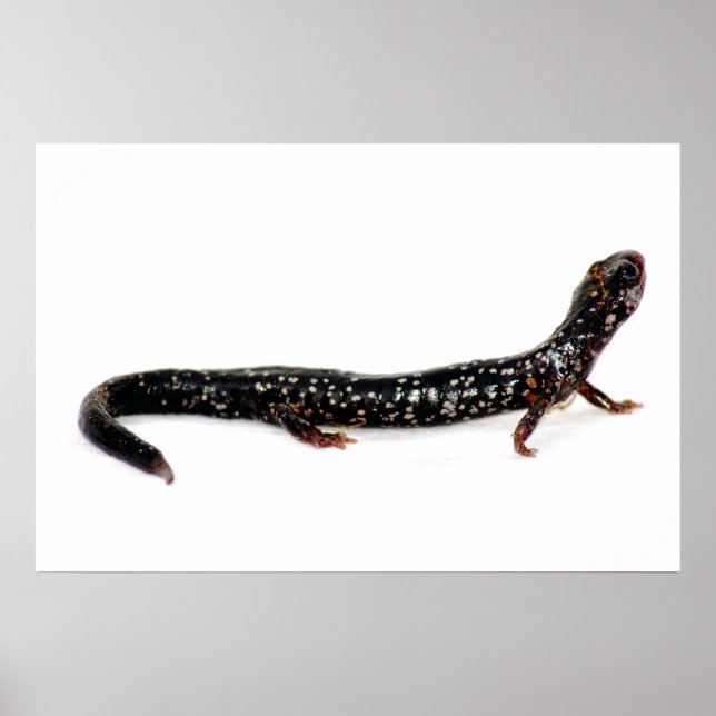 spotted salamander of North America print (Front)